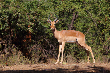 Fototapeta premium Schwarzfersenantilope / Impala / Aepyceros melampus