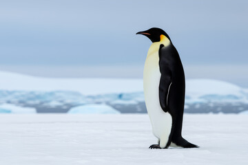 Obraz premium Emperor penguin standing on ice in Antarctica. Wildlife portrait of flightless seabird in natural habitat. Cold polar region environment and winter nature with ice and snow landscape.