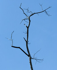 Uschłe martwe drzewo na tle nieba © Sławomir