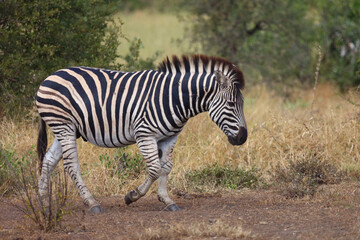 Fototapeta premium Steppenzebra / Burchell's zebra / Equus quagga burchellii