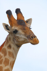 Obraz premium Giraffe / Giraffe / Giraffa camelopardalis