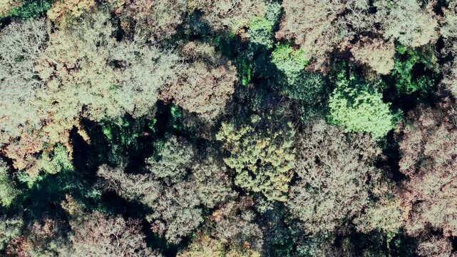 Top down spinning view of a lush green forest with cinematic vortex effect, 4K High Bitrate.