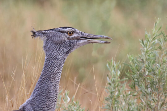 Riesentrappe / Kori bustard / Andreotis kori