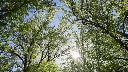Obraz premium Sunlight filters through green leaves