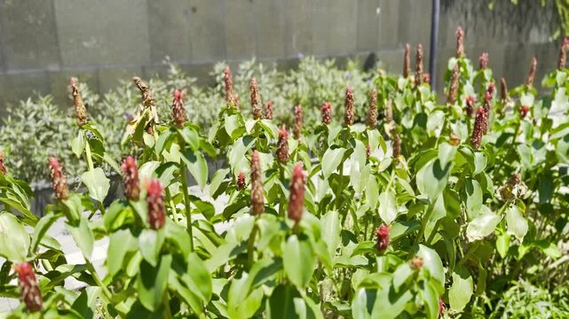 花の咲く植物が並ぶ庭の一部を示した場面