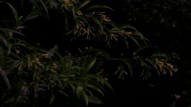 Yellow night blooming jasmine flowers rain drops in dark tropical garden background