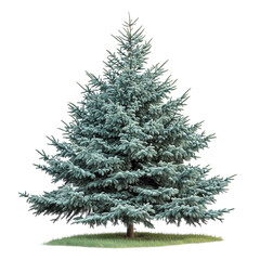 Obraz premium Picea pungent Colorado blue green spruce evergreen isolated on white background png