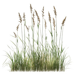 Fototapeta premium Meadow grass row prairie isolated on white background png