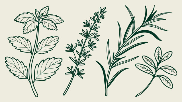 Collection of fresh green herbs and plants, hand-drawn botanical illustration