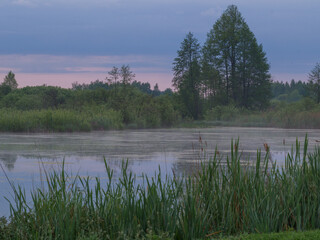 Obraz premium A tranquil natural scene at dawn with mist over the water and tall green reeds