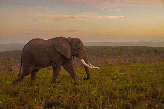 Bull African elephant walking through fynbos at sunset, Gondwana Game Reserve, South Africa