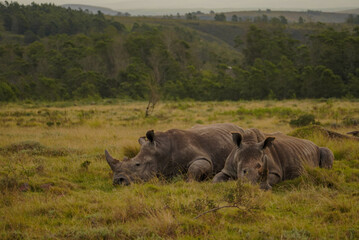 Fototapeta premium Two white rhinoceros resting in grassland, Gondwana Game Reserve, South Africa