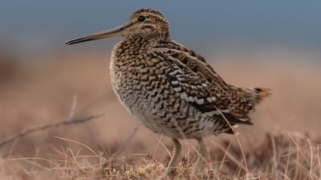 Common snipe with long bill perched in warm evening light