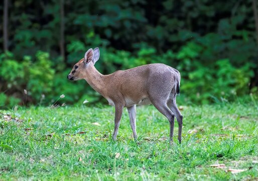 Grey Duiker antelope grazing in a green area in South Sudan