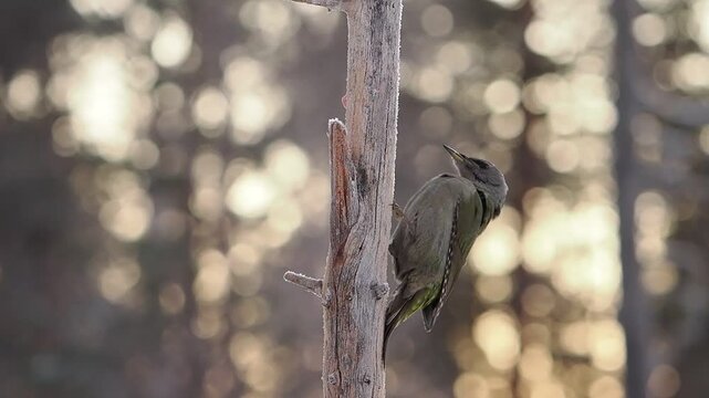 Grey-headed woodpecker clinging to a bare branch with golden bokeh