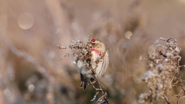 Common redpoll perched among dry seed heads in soft light
