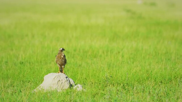 Close up of a pale chanting goshawk (Melierax canorus) perched on a dune.