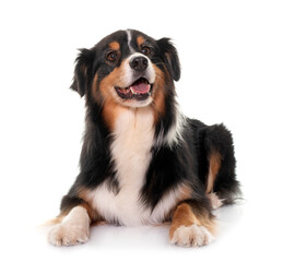 Fototapeta premium tricolor australian shepherd