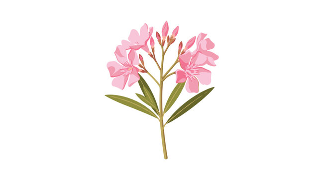A delicate cluster of light pink oleander blossoms and several small pointed buds grows from a slender green stem with long narrow dark green leaves.