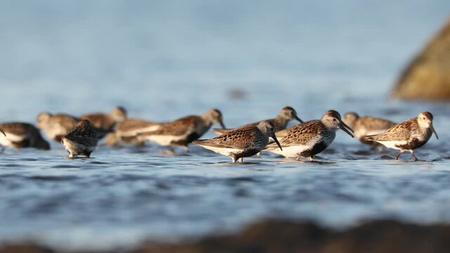 Flock of small sandpipers wading in shallow blue water