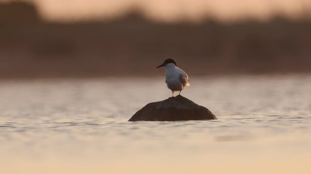 Tern perched on a rock in warm evening light over calm water