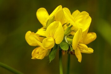 Fototapeta premium Radiant Common bird's-foot trefoil, Lotus corniculatus wildflower blooms in vibrant yellow, petals unfurling
