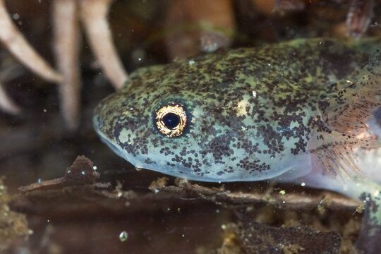 Closeup on the gilled larvae of the European alpine newt, Ichthyosaura alpestris inexpectatus