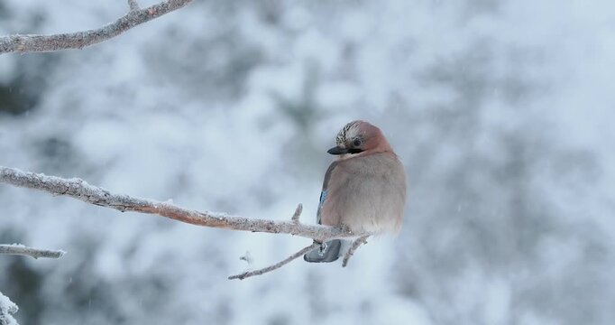 Eurasian jay perched on a frosty branch in winter