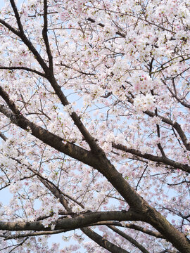 White cherry blossoms densely covering tree branches with visible trunk structure