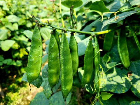 Hyacinth bean fruits hanging in plant, ready for harvest vegetables