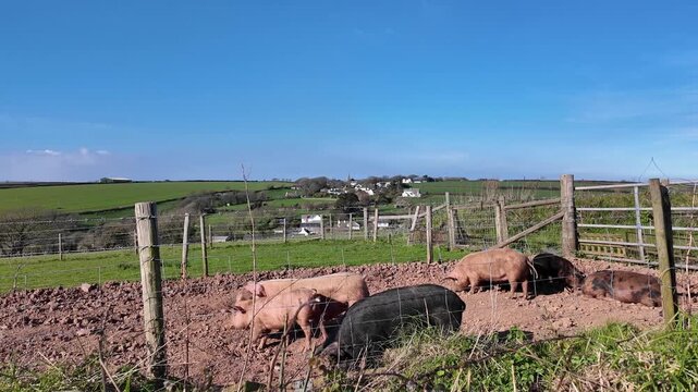 Bigbury Devon England UK. 27.03.2026. Video.  A drove of pigs rooting their powerful snouts into the ground to feed on farmland close to Bigbury Devon England UK