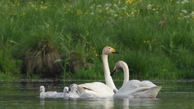 Two whooper swans resting on a wet grassy field in winter