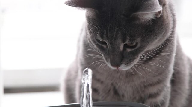 Cat drinking from automatic water fountain. Modern smart drinker for pet. Drinking fountain with replaceable filter, water quantity indicator, filter replacement at home. Prevention of urolithiasis