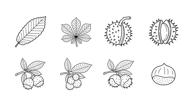 Collection of hand-drawn horse chestnut leaves, fruits, and seeds in outline style