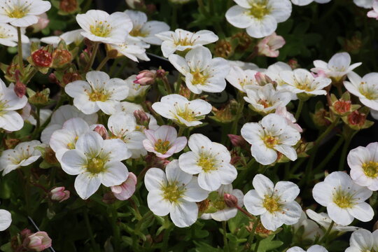 Saxifraga Alpino Early White ('Saxz0003') (&times; _arendsii_). Full frame of close up profuse white saxifrage flowers.