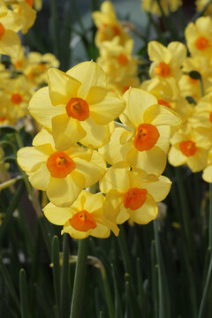 Narcissus 'Martinette'. Backlit close up grouping of bright yellow daffodils with deep orange trumpets.  