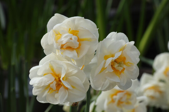 Narcissus 'Bridal Crown'. Three close up creamy double white daffodils with yellow orange inner petaloids.  