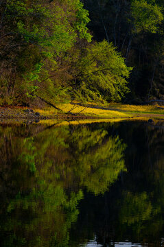 Quiet lake reflecting the golden lake shore of blooming wild mustard, Chickamauga Lake in Booker T. Washington State Park, Tennessee
