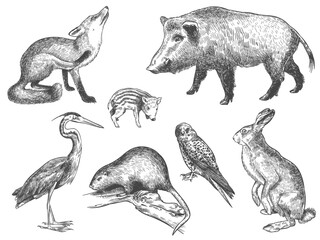 engraving forest animals © Andrii_Oliinyk