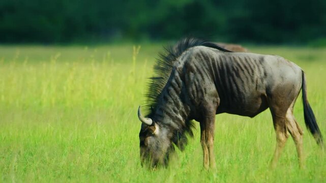 A blue wildebeest (Connochaetes taurinus) grazing grass in Maasai Mara National Reserve, Kenya. 