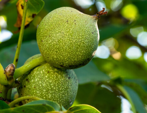 The object shown is a common walnut (Juglans regia), which is still in its green husk. 