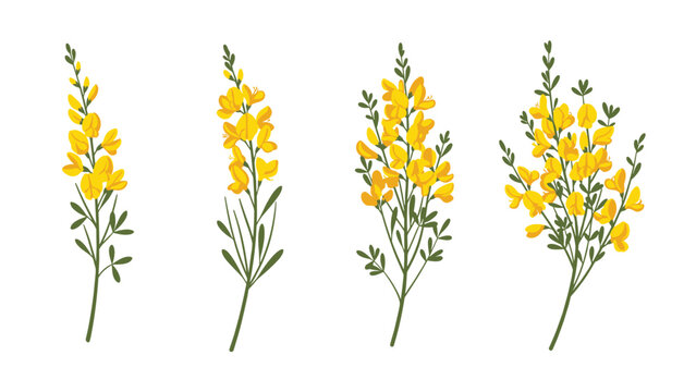 Four different stems of yellow broom flowers are illustrated with green leaves and dense clusters of bright blossoms against a white background.