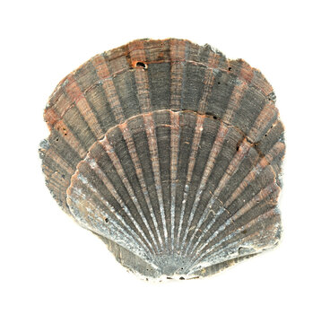 Fauna of Mediterranean sea - Pecten jacobaeus, the Mediterranean scallop, upper, completely flat, valve of the Shell, isolated on white

