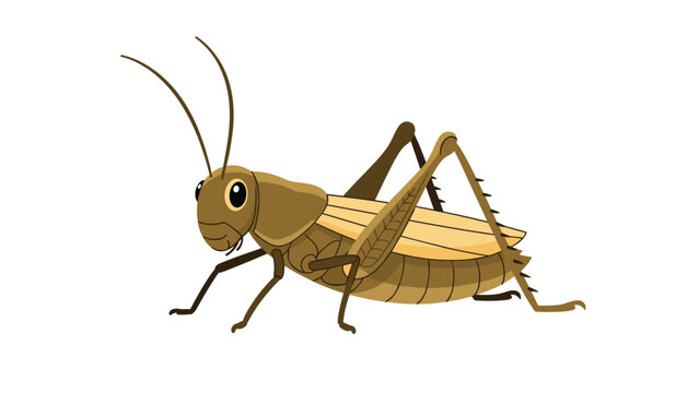Side view illustration of a brown grasshopper or cricket insect with long antennae and powerful legs standing on a white background.