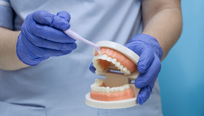 Dentist showing how to brush teeth correctly using a professional dental jaw model and a toothbrush.