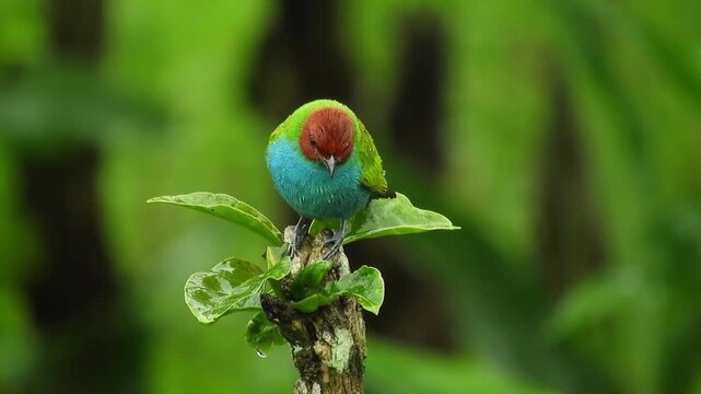 Bay-headed Tanager Perched on Tropical Branch in Lush Green Rainforest