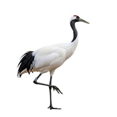 Obraz premium black crowned crane