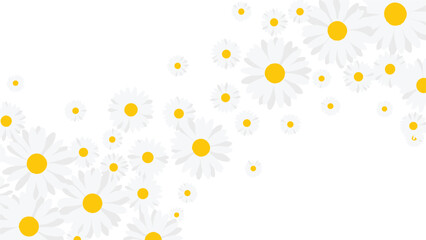 Obraz premium Beautiful spring floral background with white daisy flowers and yellow centers scattered across a clean white surface.