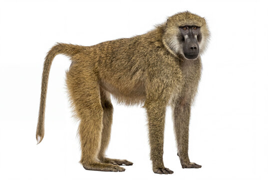 Yellow baboon standing isolated on a clean white background