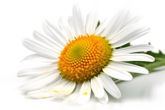 A close-up shot of a white daisy with a bright yellow center and green stem on a clean surface
